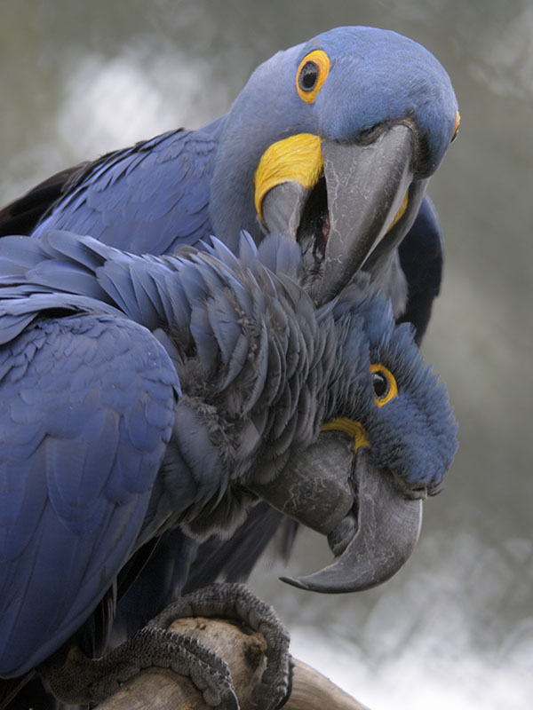 Hyacinthine macaws