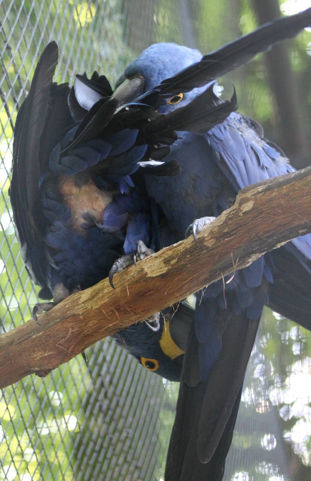 Hyacinthine macaws