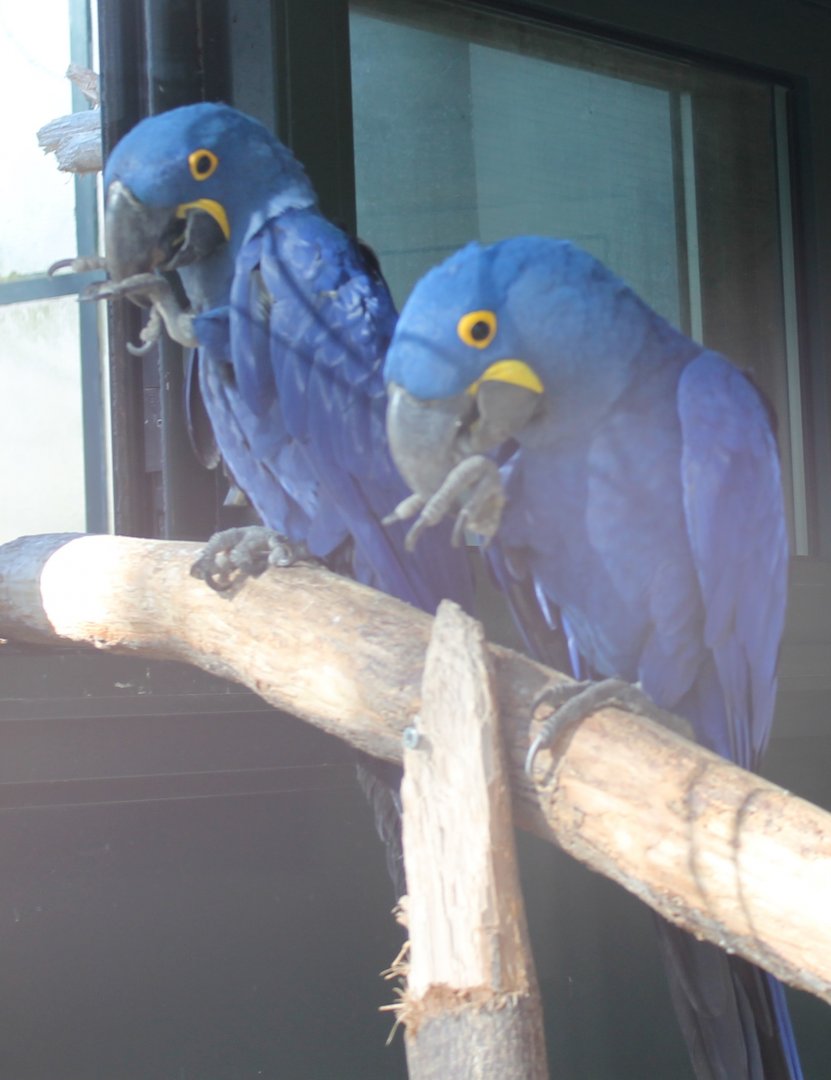 Hyacinthine macaws