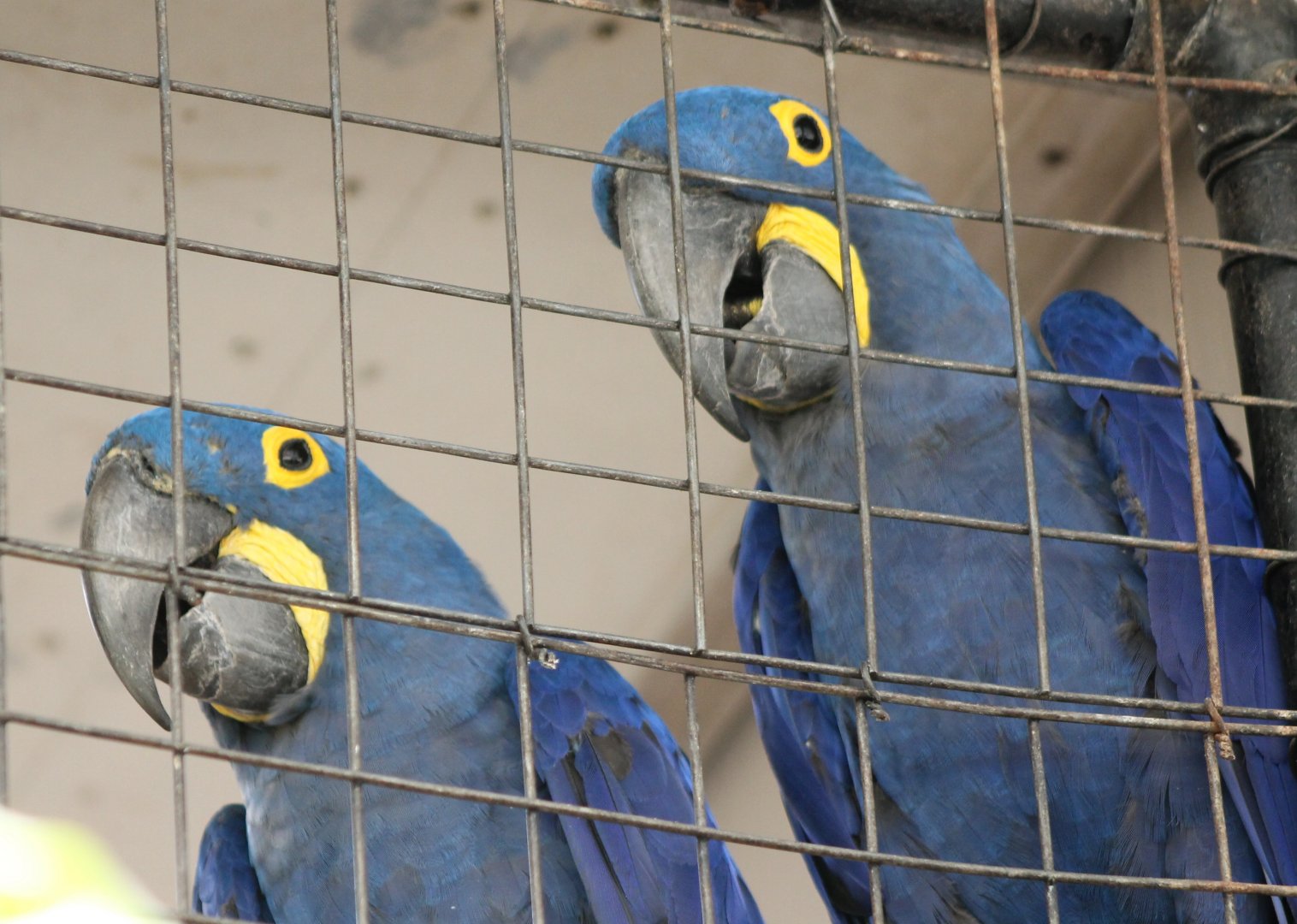 Hyacinthine macaws