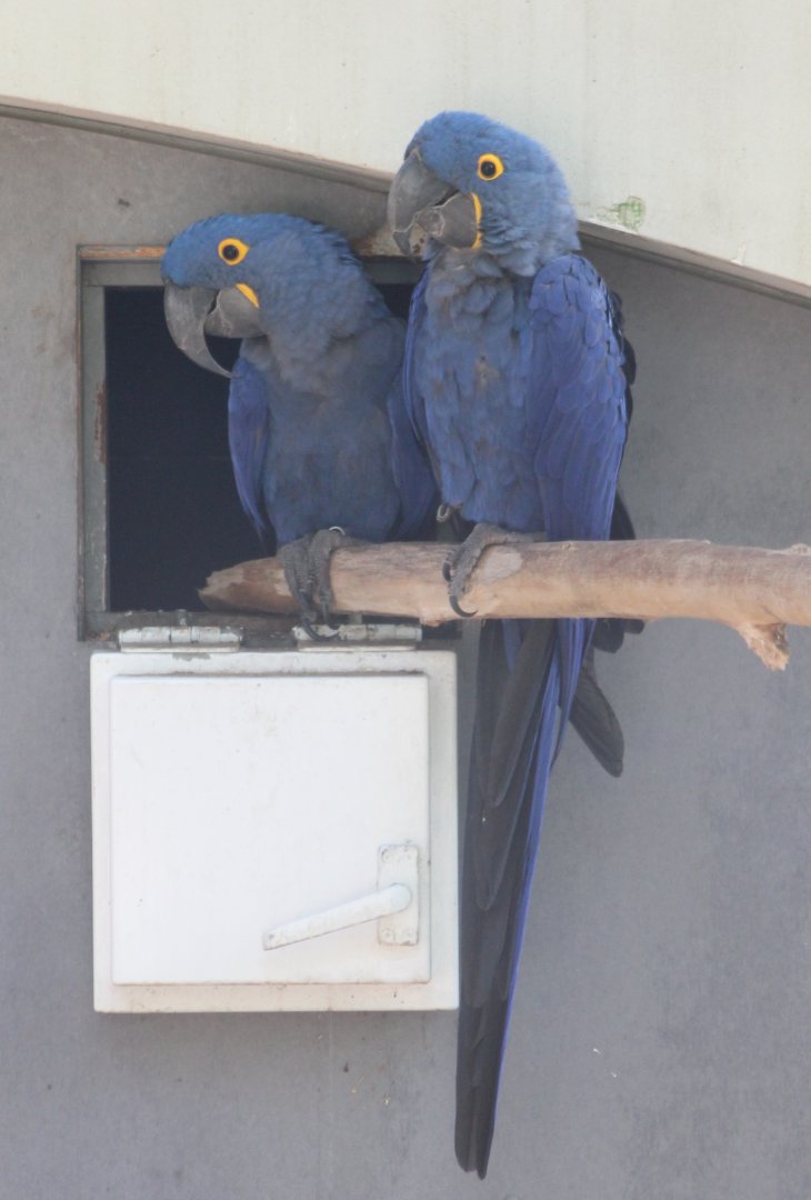 Hyacinthine macaws