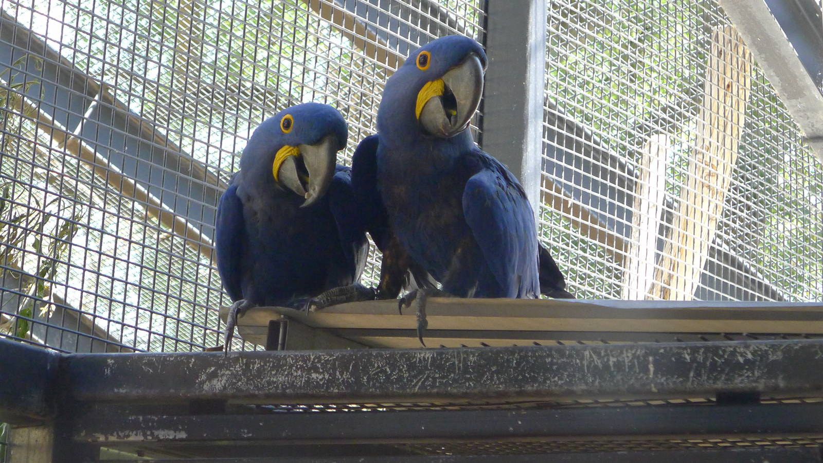 Hyacynth Macaws