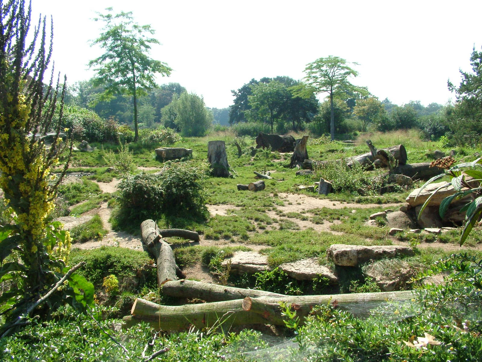 Hyaena Exhibit at Leipzig, 02/09/11