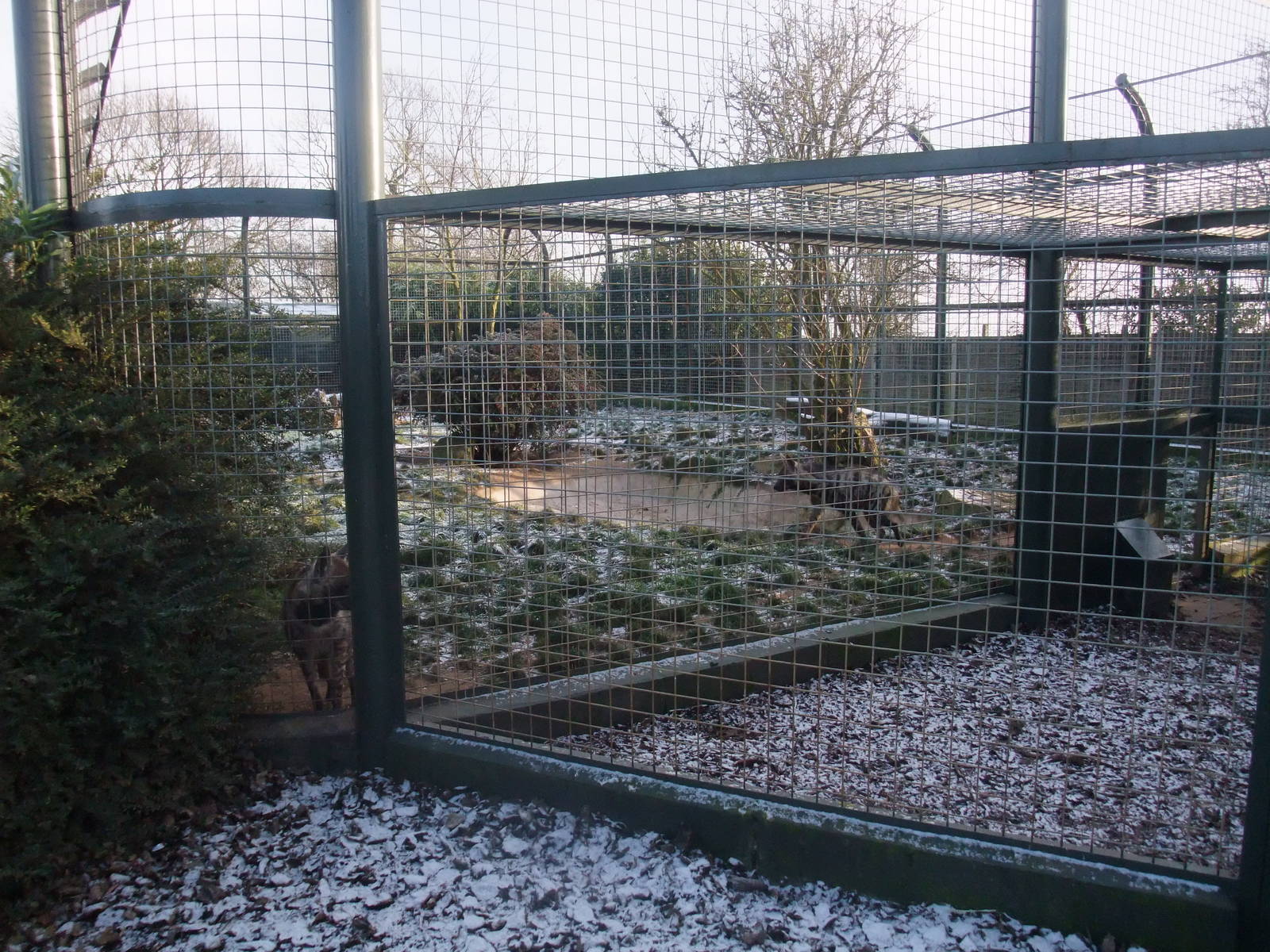 Hyaena Exhibit at Twycross, 28/11/10