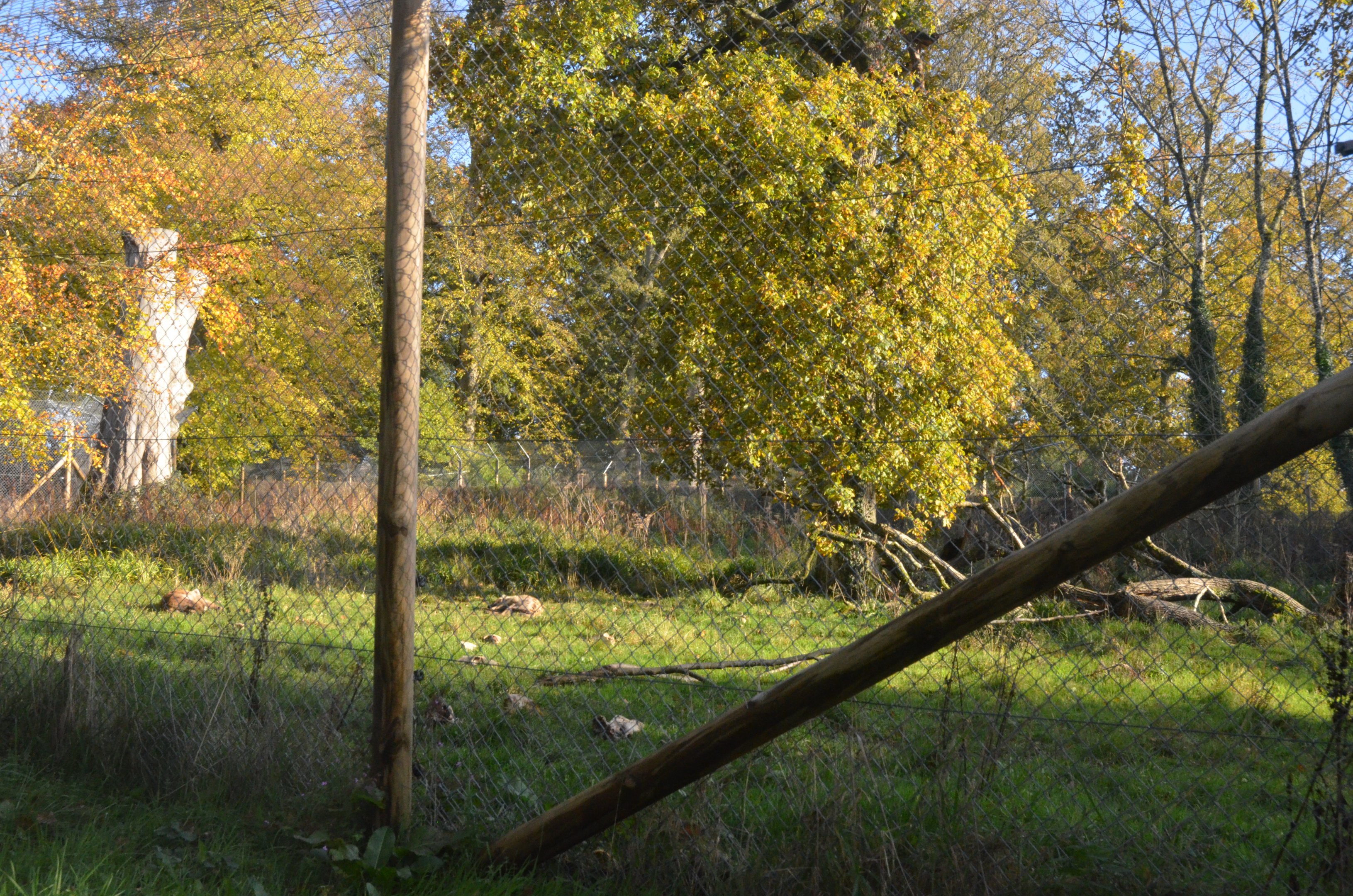 Hyaena Viewing at Longleat, 03/11/19