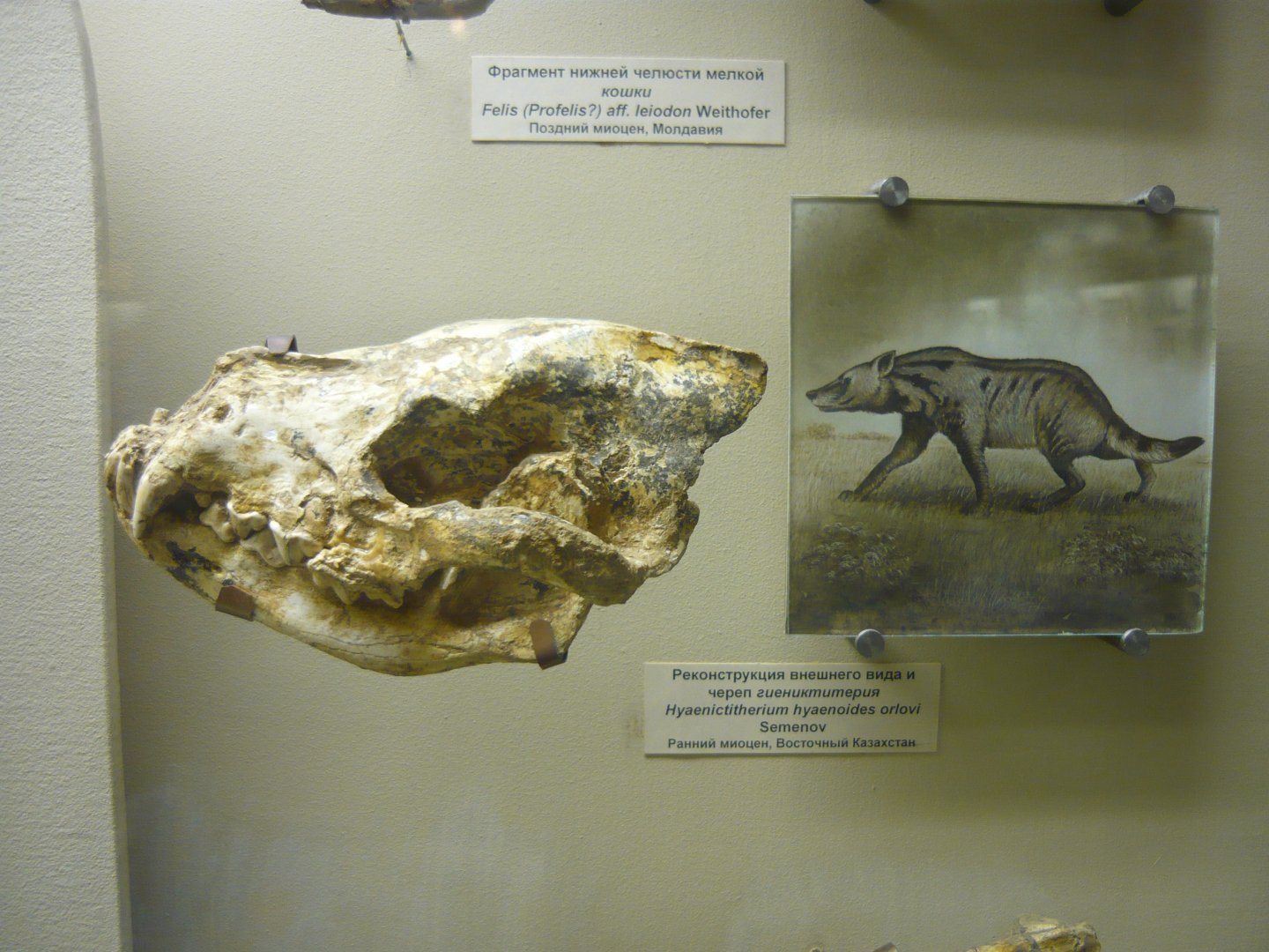 Hyaenictitherium hyaenoides orlovi skull and reconstruction