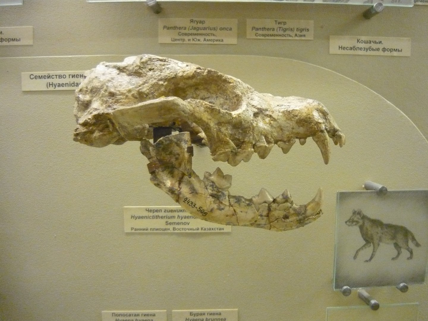 Hyaenictitherium hyaenoides skull