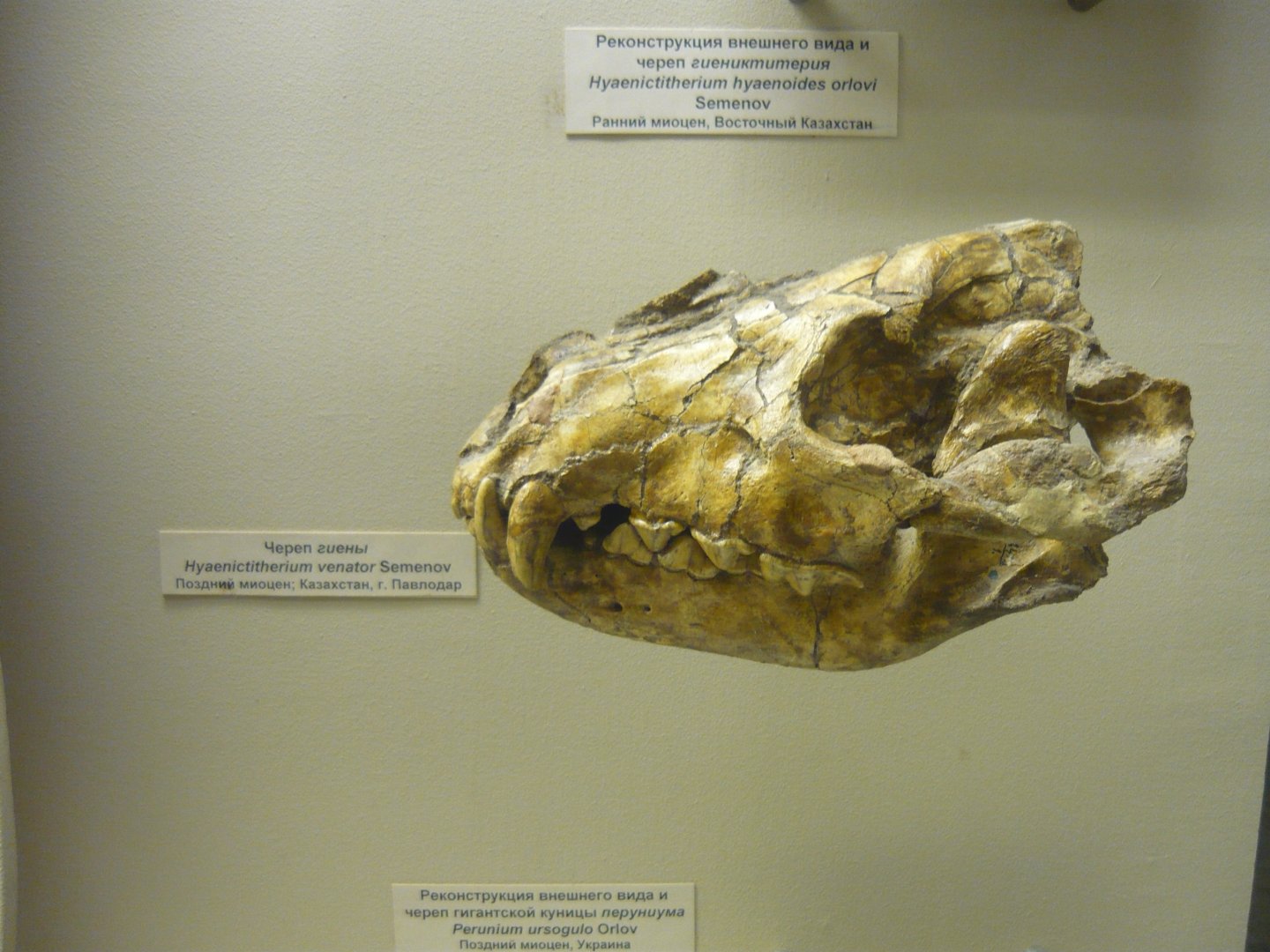 Hyaenictitherium venator skull