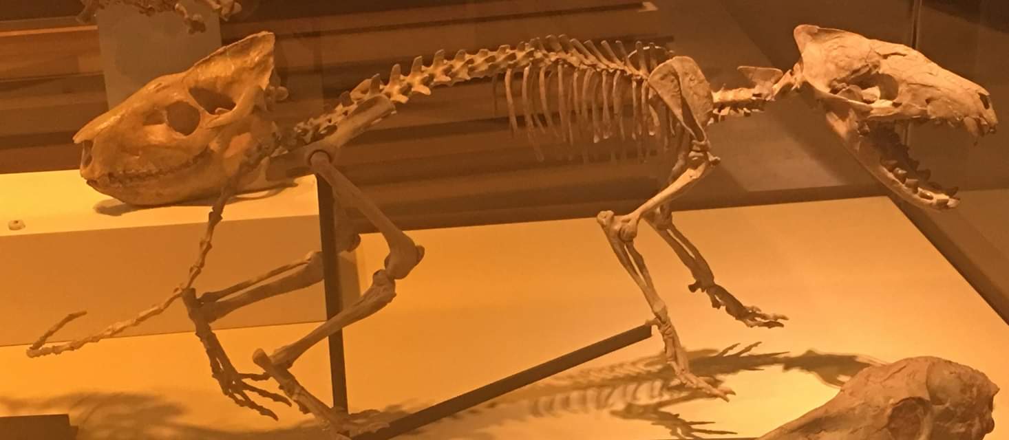 Hyaenodon (front right) and Merycoidon (back left)