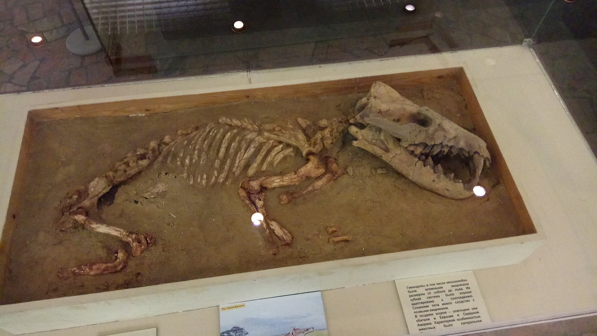Hyaenodon skeleton