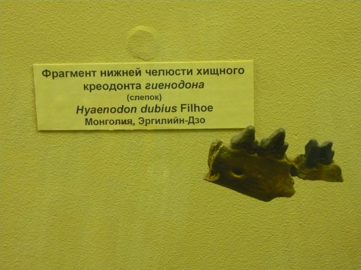 Hyaenodon sp. mandible fragment