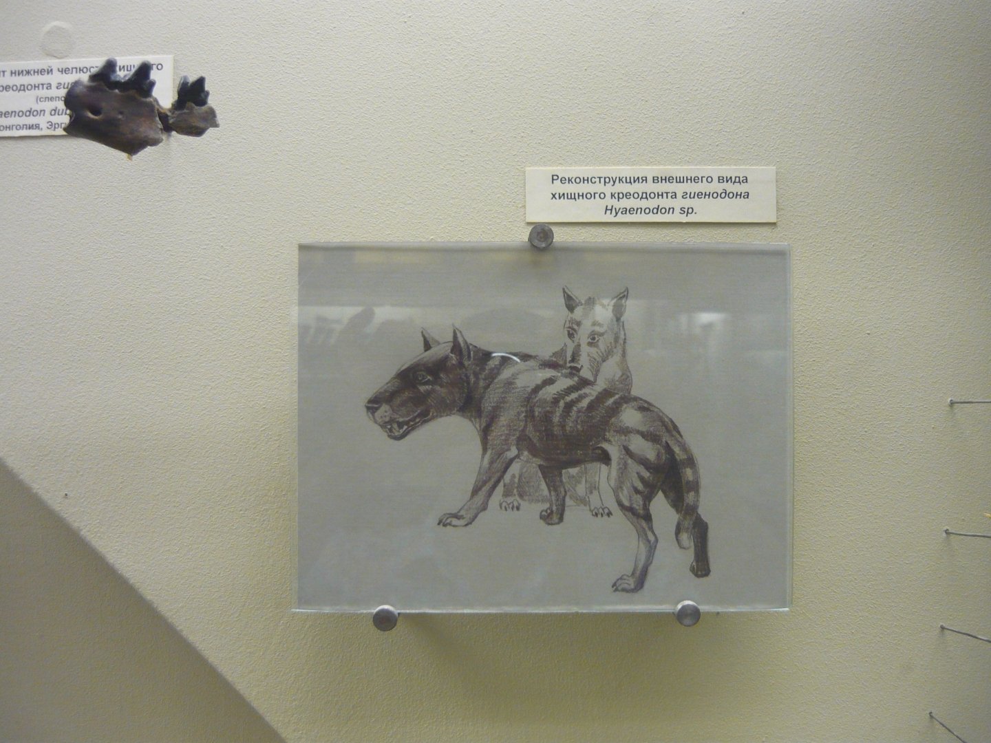 Hyaenodon sp. reconstruction