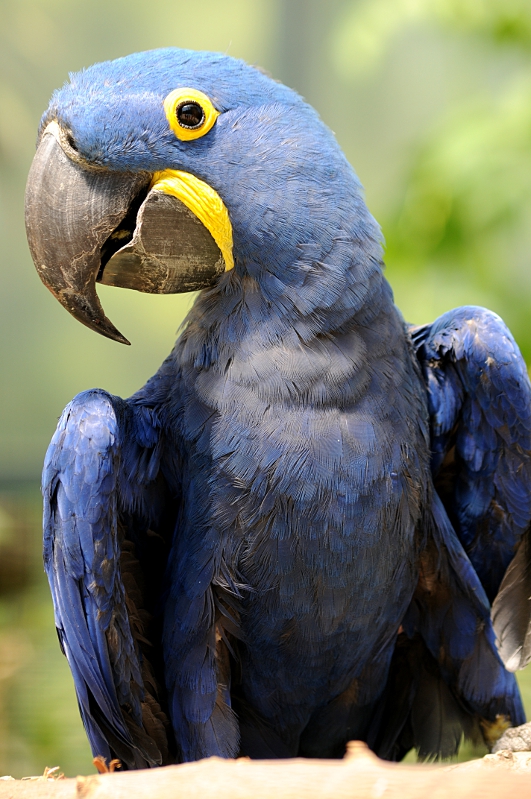 Hyazinth macaw at Krefeld
