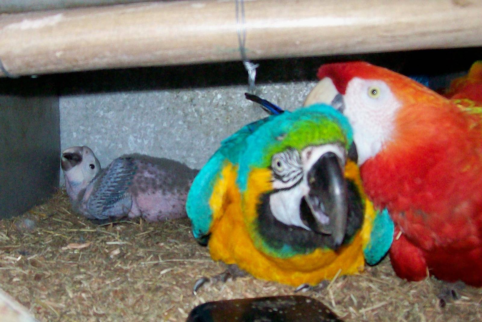 Hybrid (A. araraunaxA.macao)