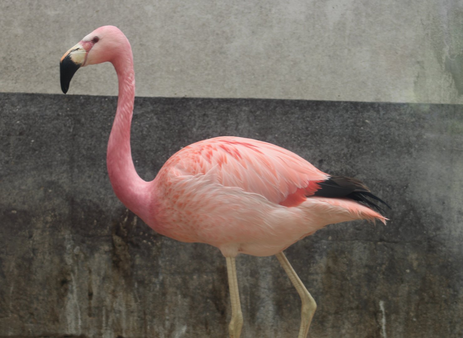 Hybrid Andean x Chilean flamingo