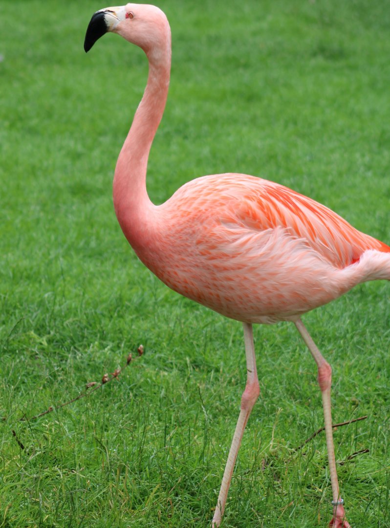 Hybrid Andean x Chilean flamingo