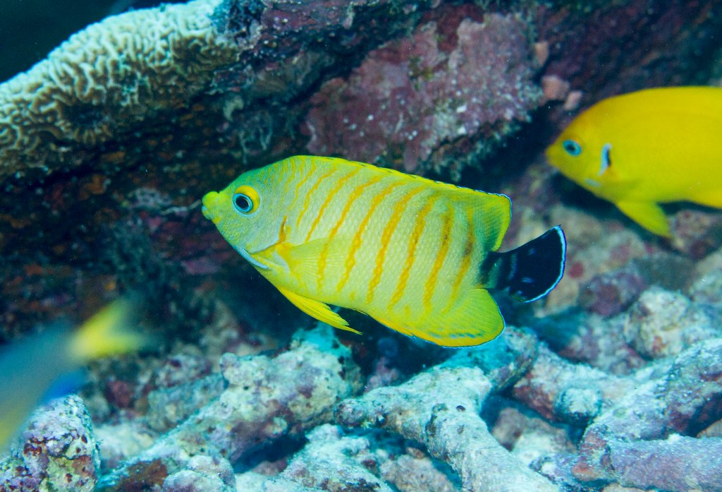 Hybrid Angelfish - Lemonpeel Angelfish x Eibl's Angelfish