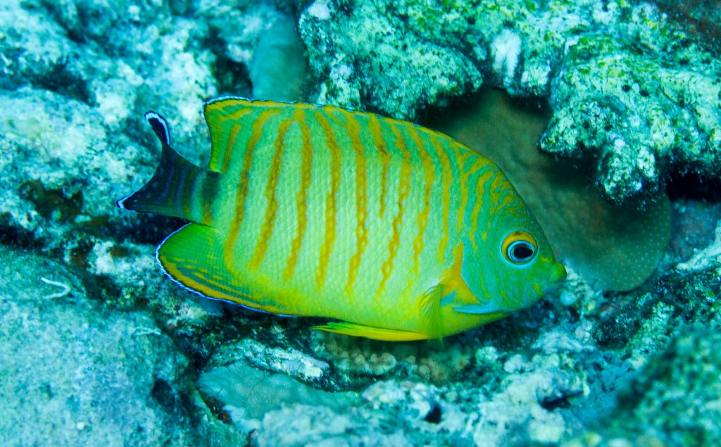 Hybrid Angelfish - Lemonpeel Angelfish x Eibl's Angelfish