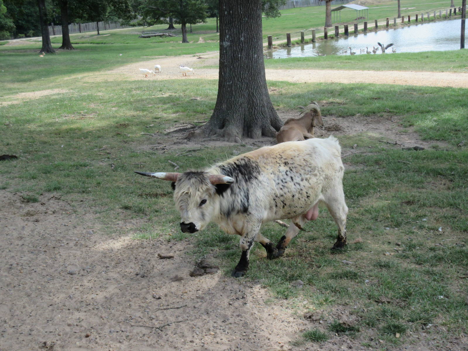 Hybrid Animal: Half Scottish Highland Cattle + Half Ankole Cattle