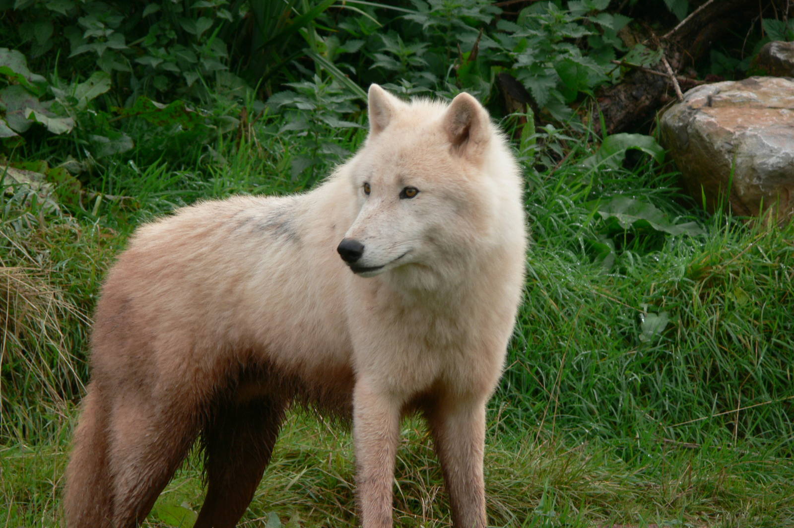 (hybrid) Arctic Wolf at South Lakes, 11/10/14