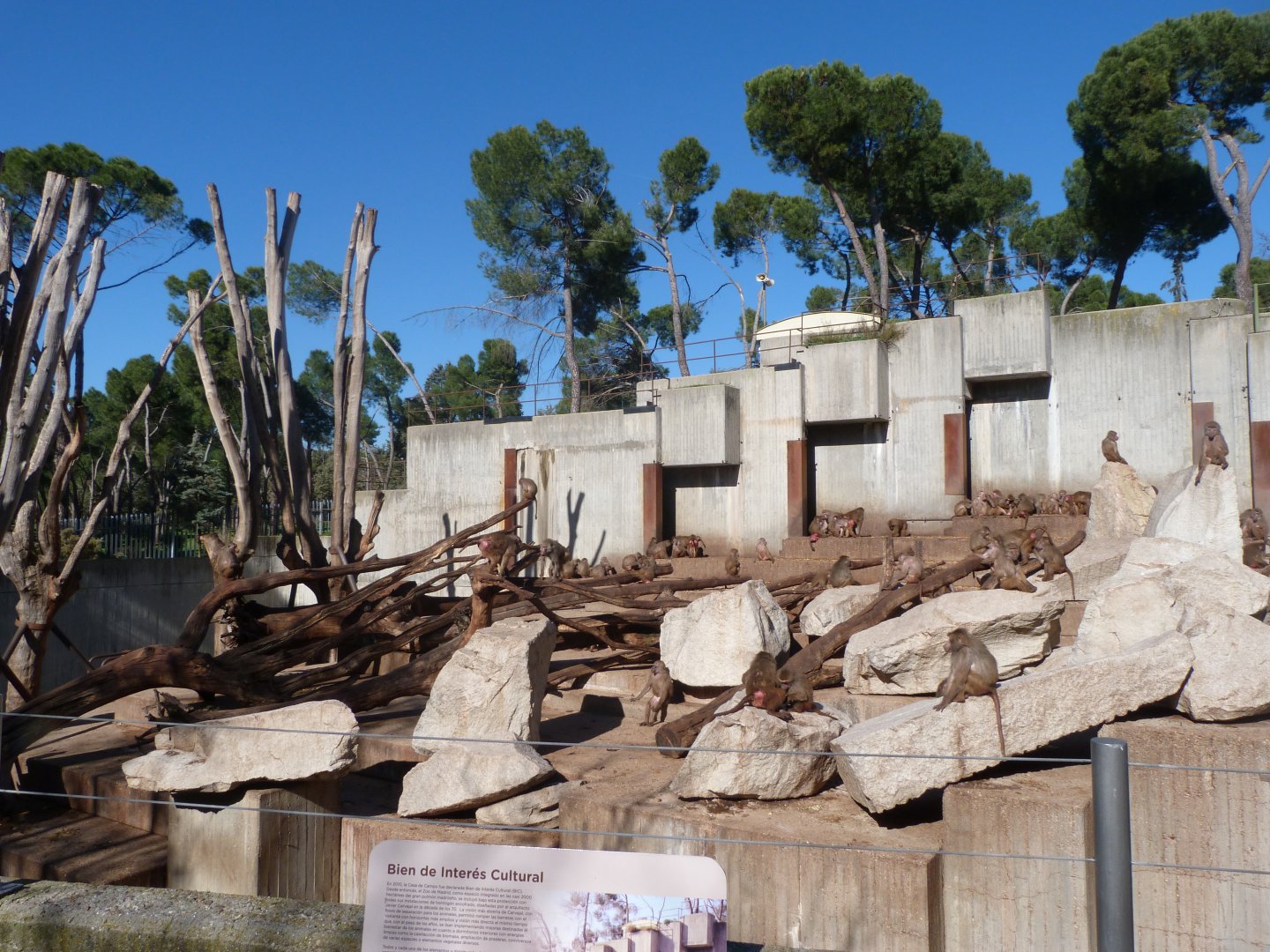 Hybrid baboon exhibit -Zoo Aquarium de Madrid (2025)