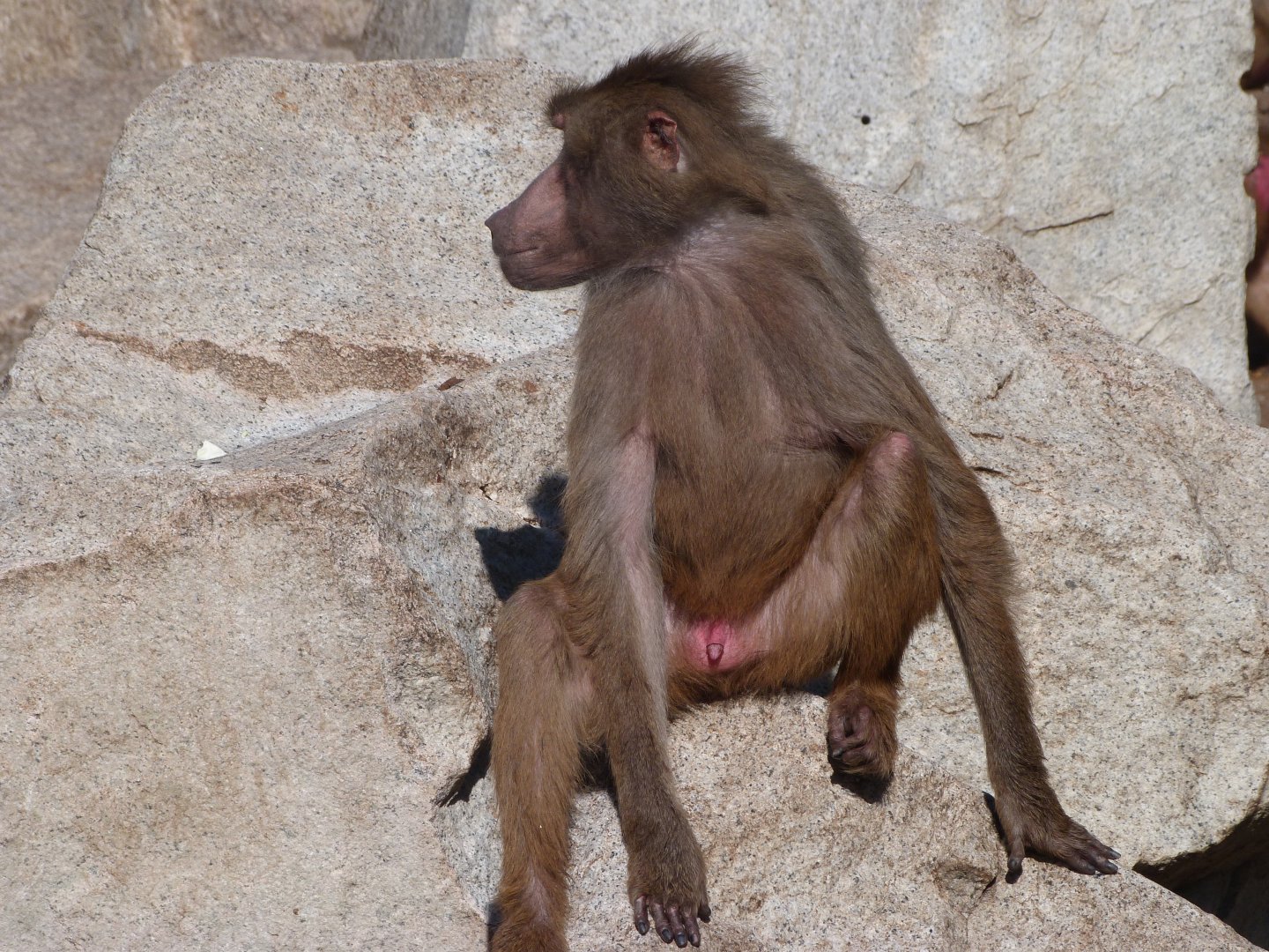 Hybrid baboon -Zoo Aquarium de Madrid (2025)