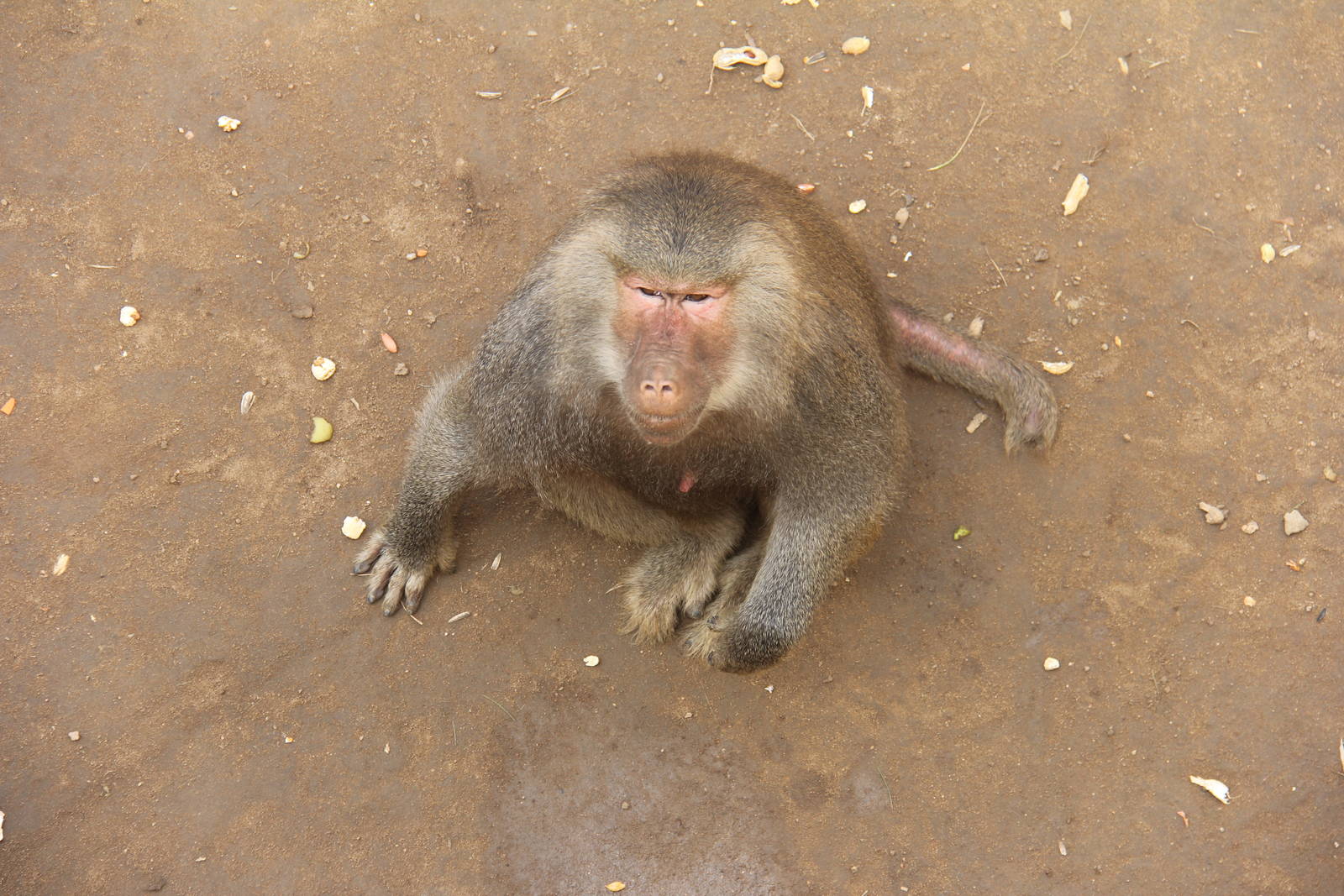 Hybrid baboon