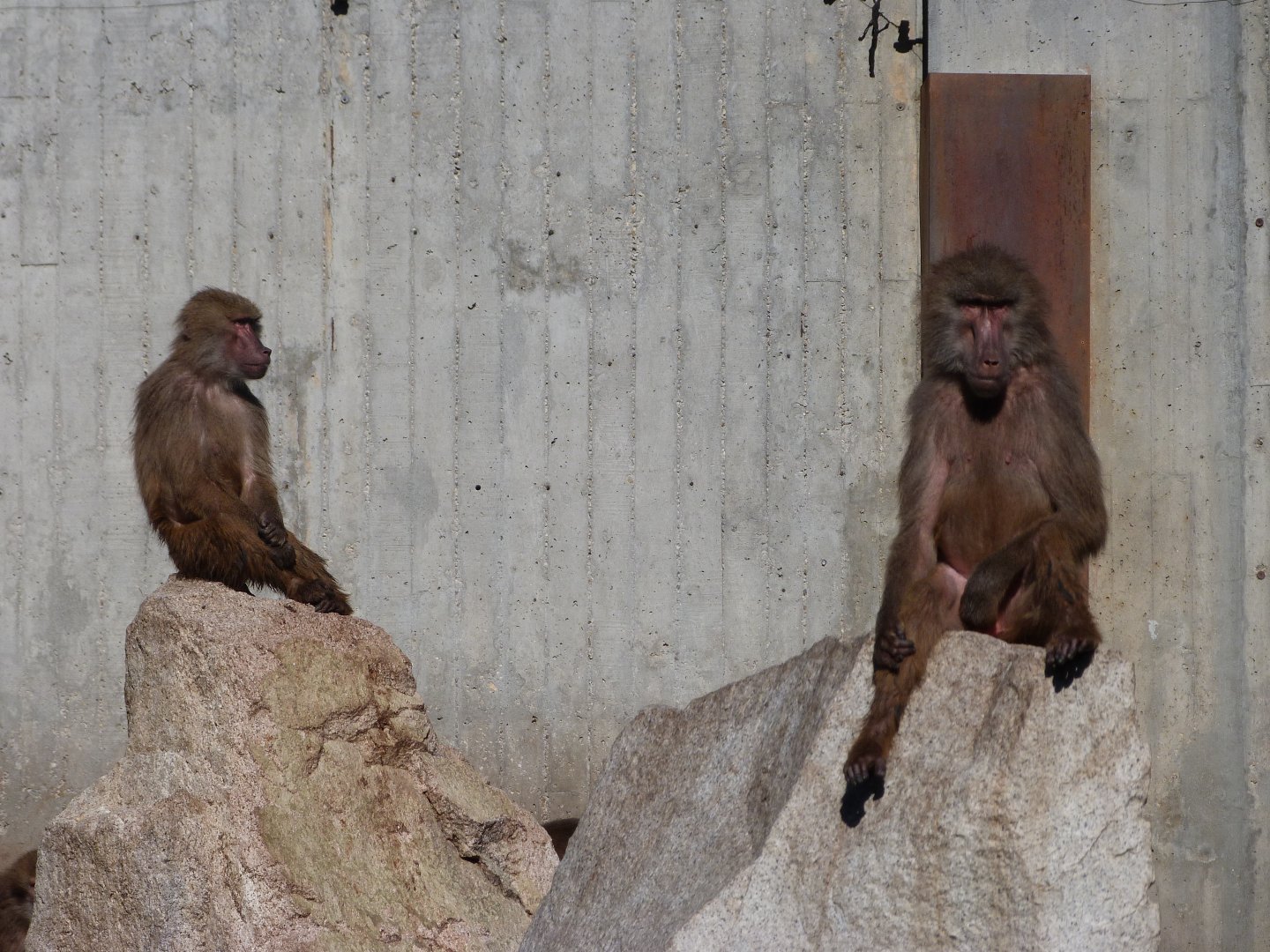 Hybrid baboons -Zoo Aquarium de Madrid (2025)