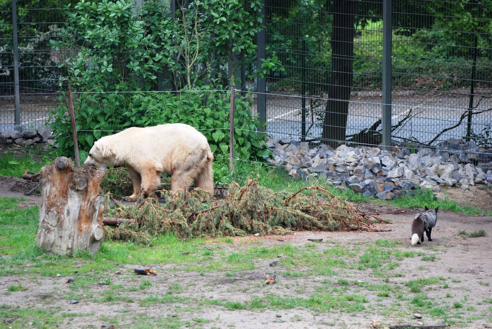 Hybrid Bear and Silver Fox at Osnabrück, 03/06/12