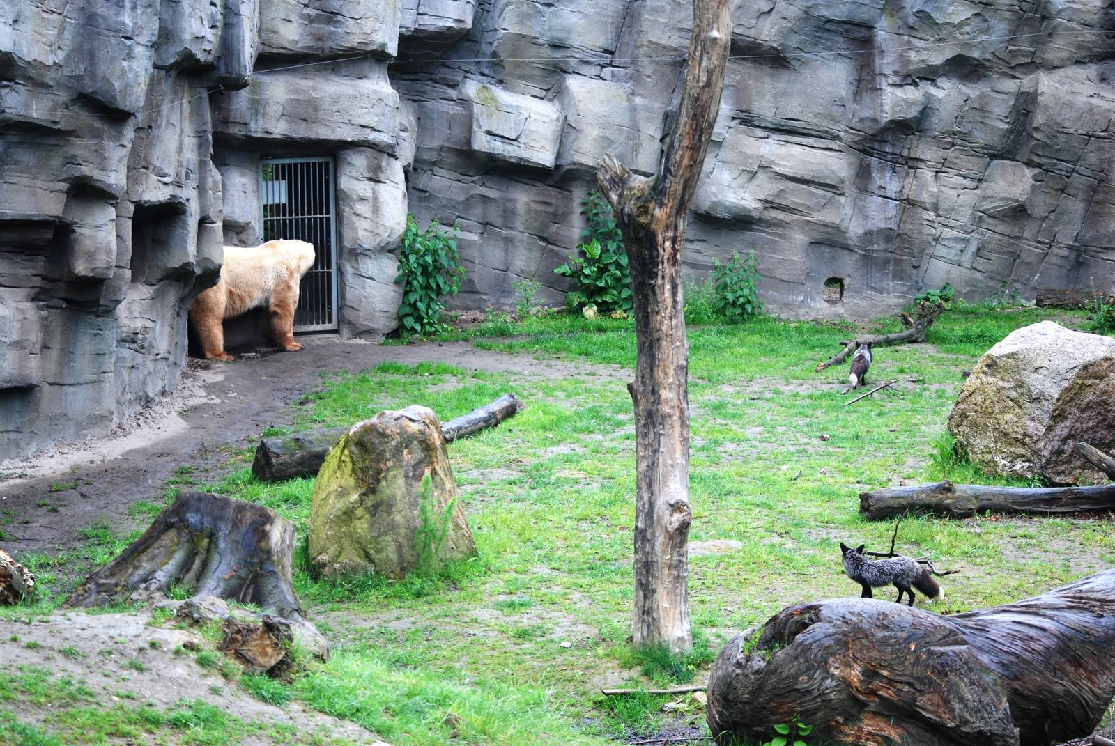 Hybrid Bear and Silver Foxes at Osnabrück, 03/06/12