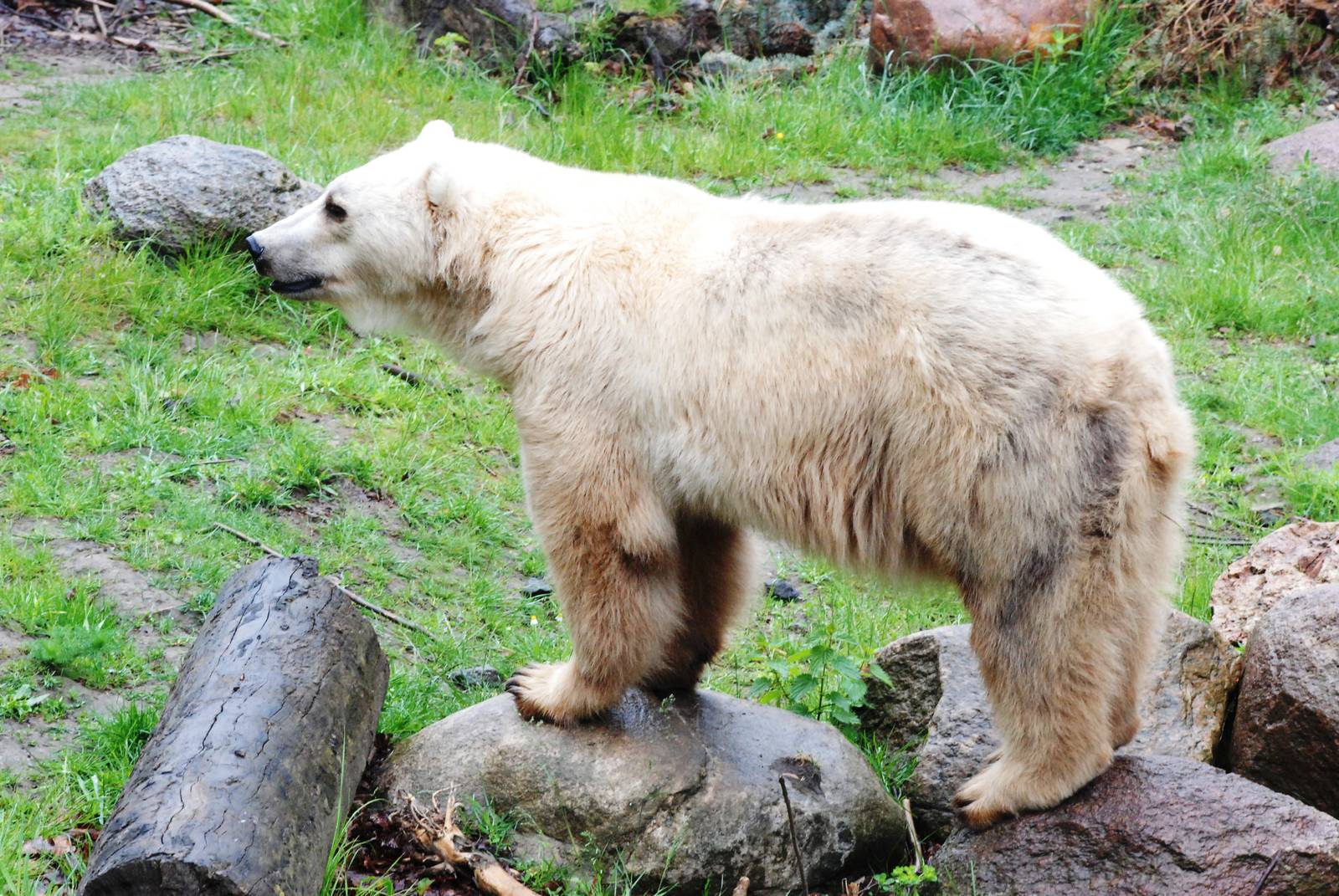 Hybrid Bear at Osnabrück, 03/06/12
