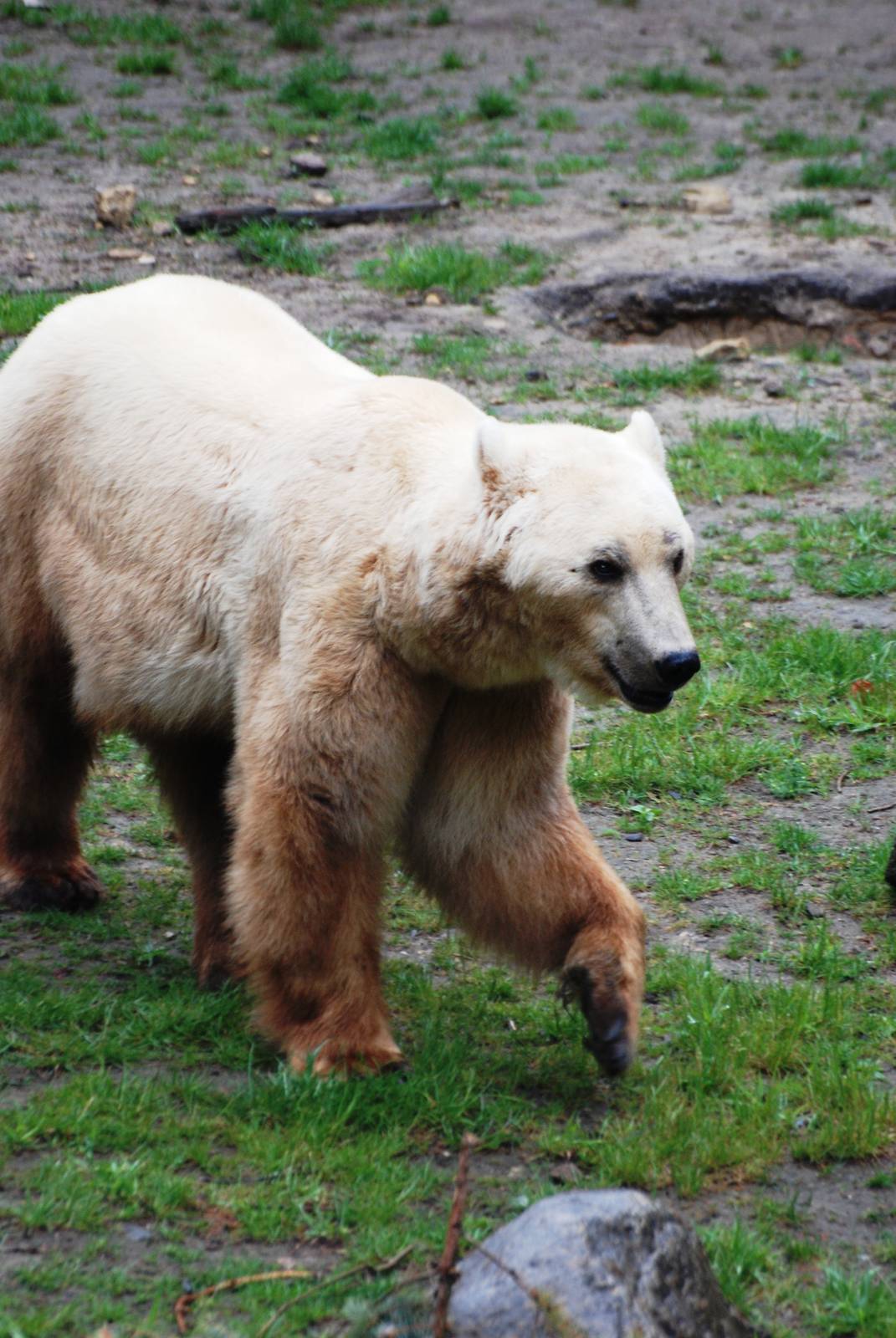Hybrid Bear at Osnabrück, 03/06/12