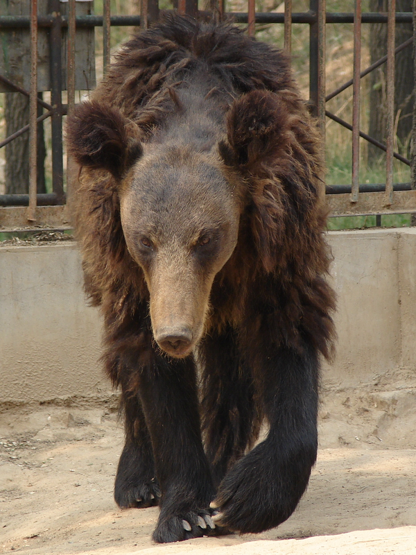 Hybrid Bear (Ursus arctos ssp. x Ursus thibetanus)