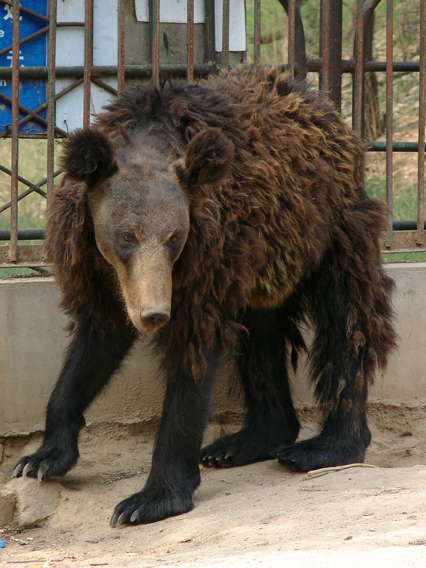 Hybrid Bear (Ursus arctos ssp. x Ursus thibetanus)