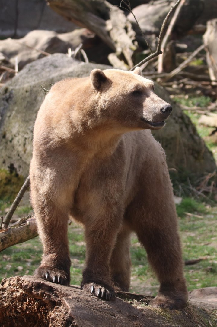 Hybrid Bear