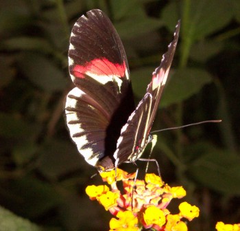 Hybrid butterfly (Heliconius melpomene x Heliconius cydno)