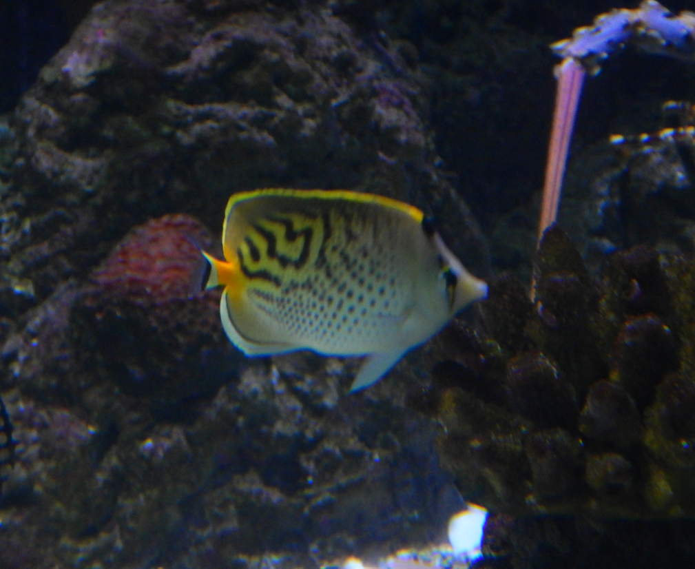 Hybrid Butterflyfish - Chaetodon pelewensis X Chaetodon punctatofasciatus