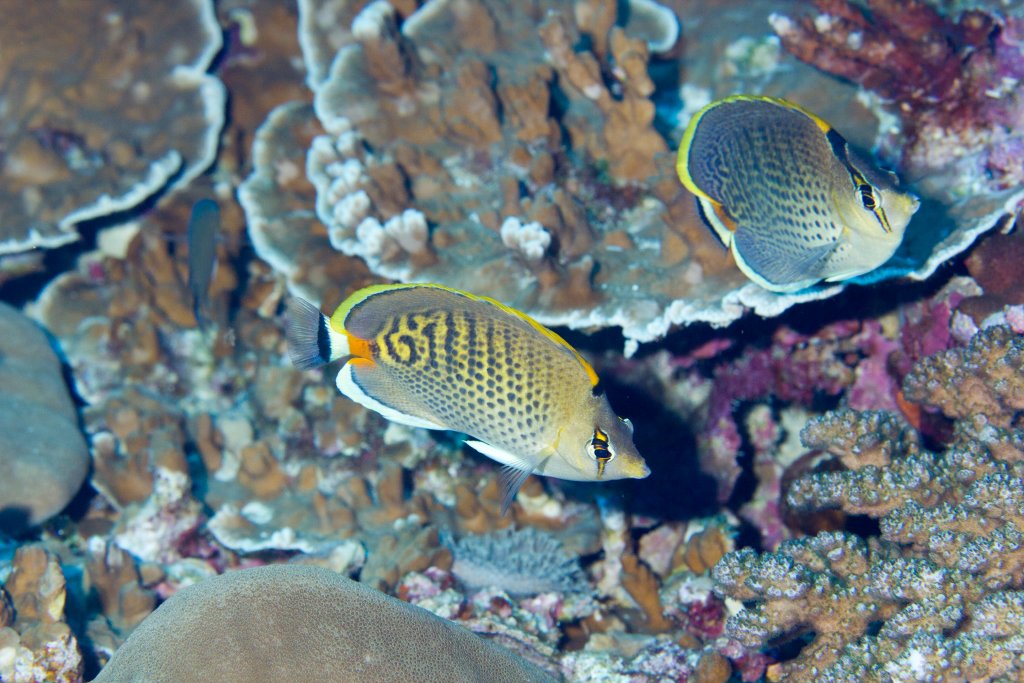 Hybrid Butterflyfish - Spotted x Spotbanded Butterflyfish