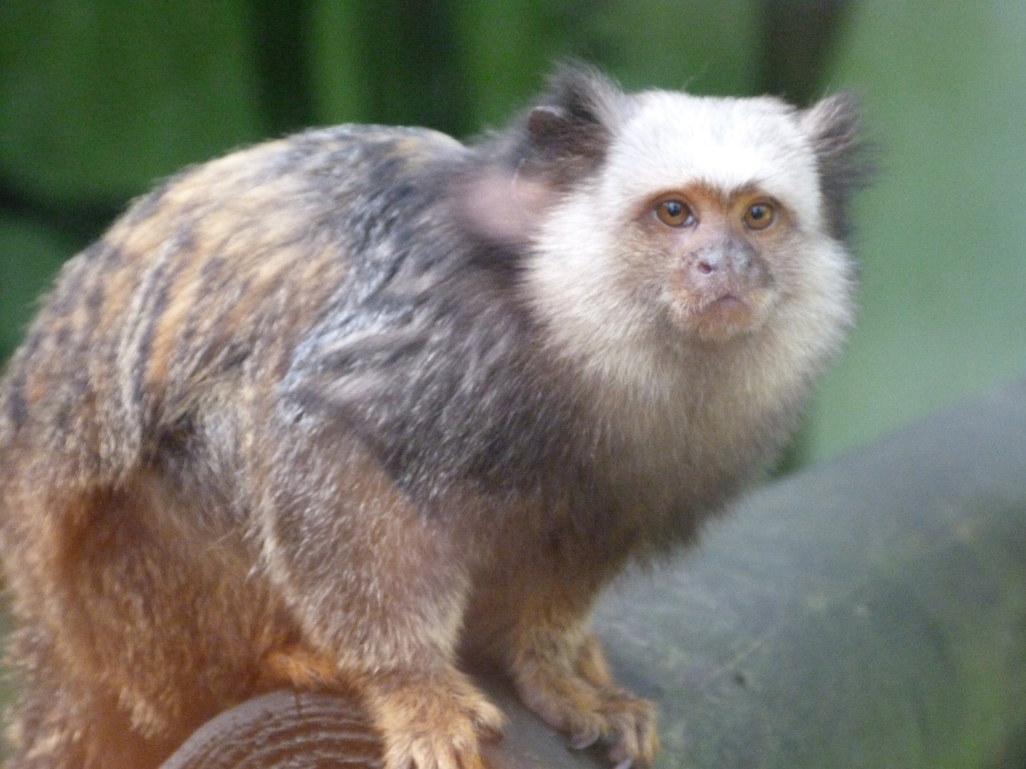 Hybrid callitrichid -Zoo de Santillana del Mar (2024)
