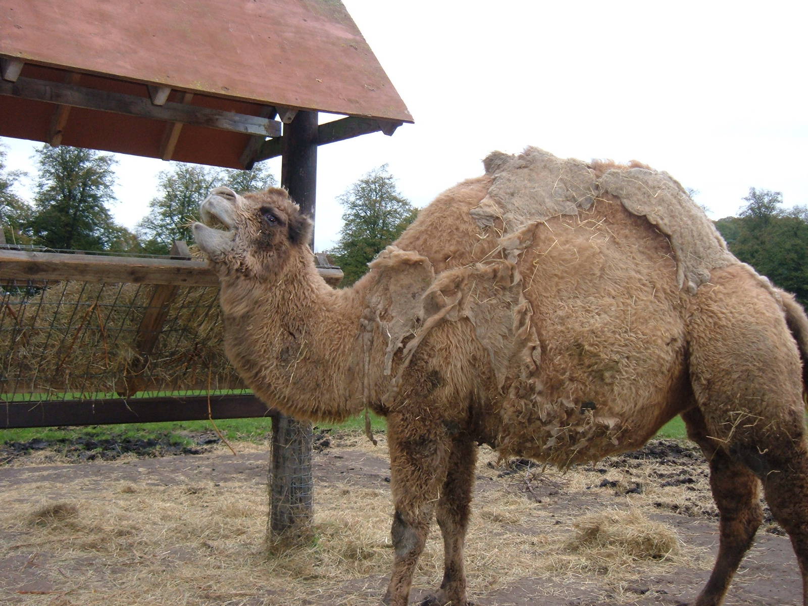 Hybrid Camel at West Midlands