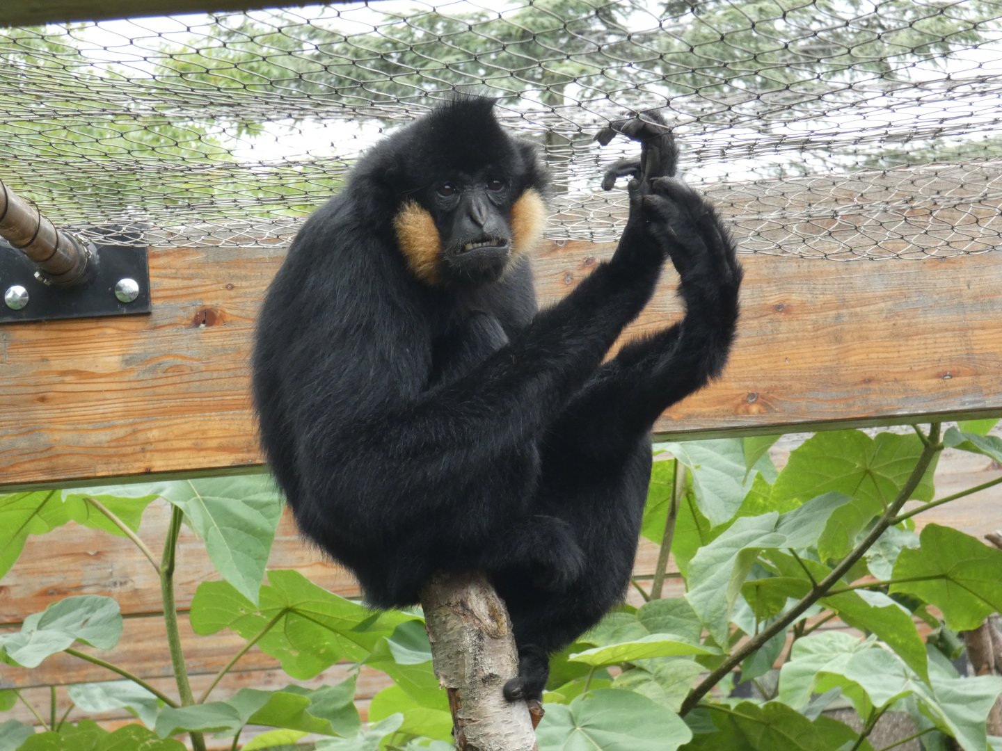 Hybrid cheeked gibbon