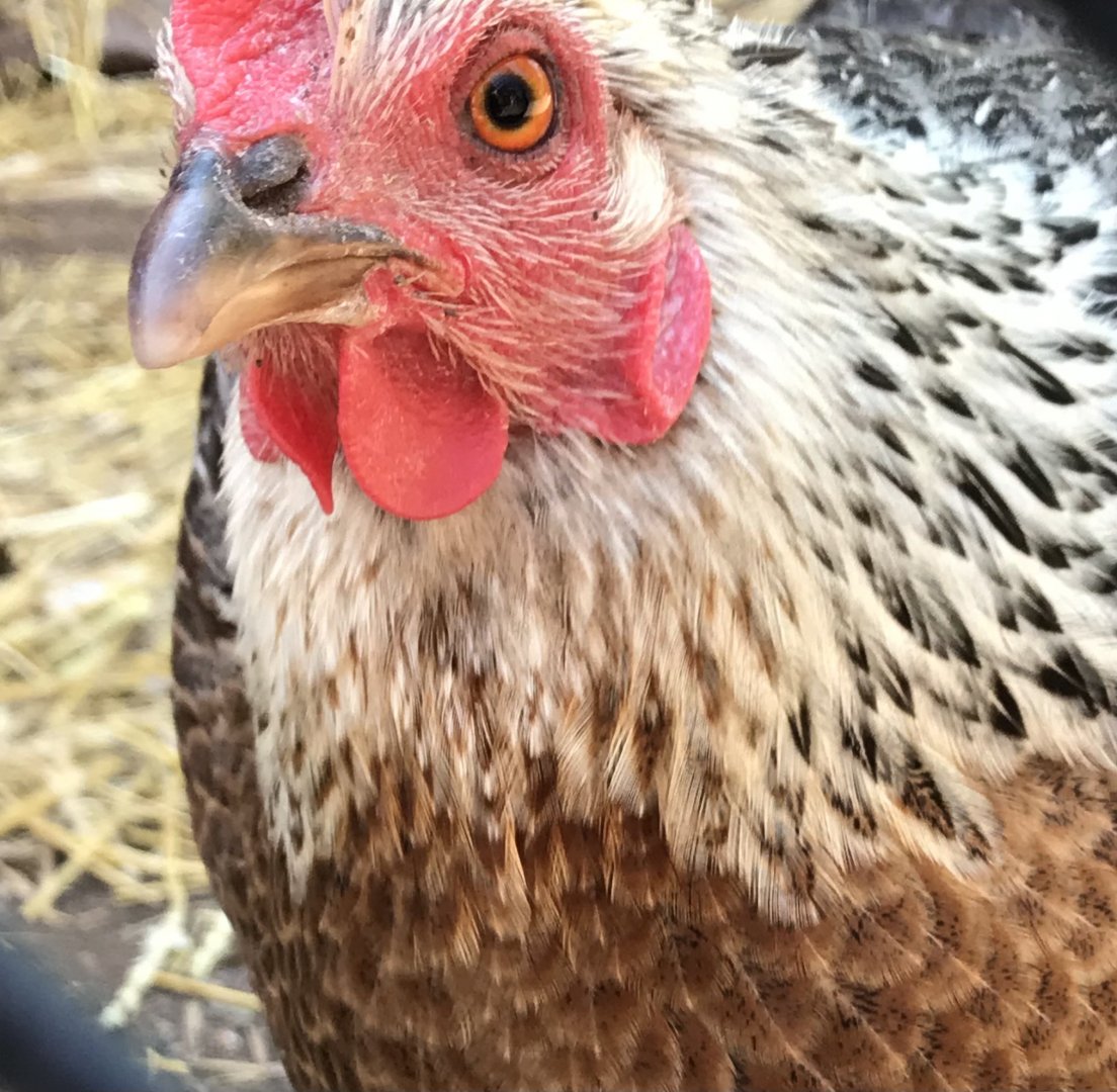 Hybrid chicken