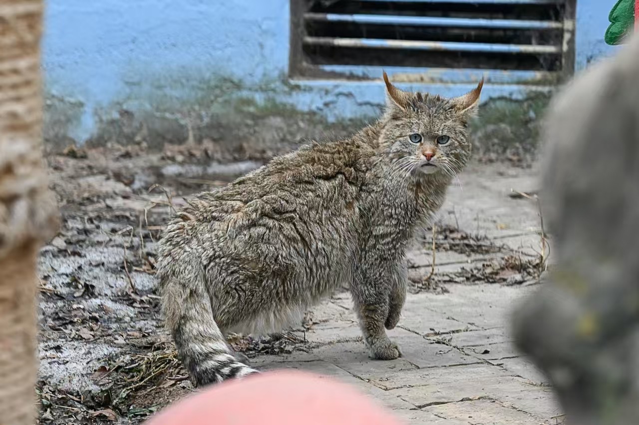 Hybrid Chinese mountain cat “HuangMiGao”