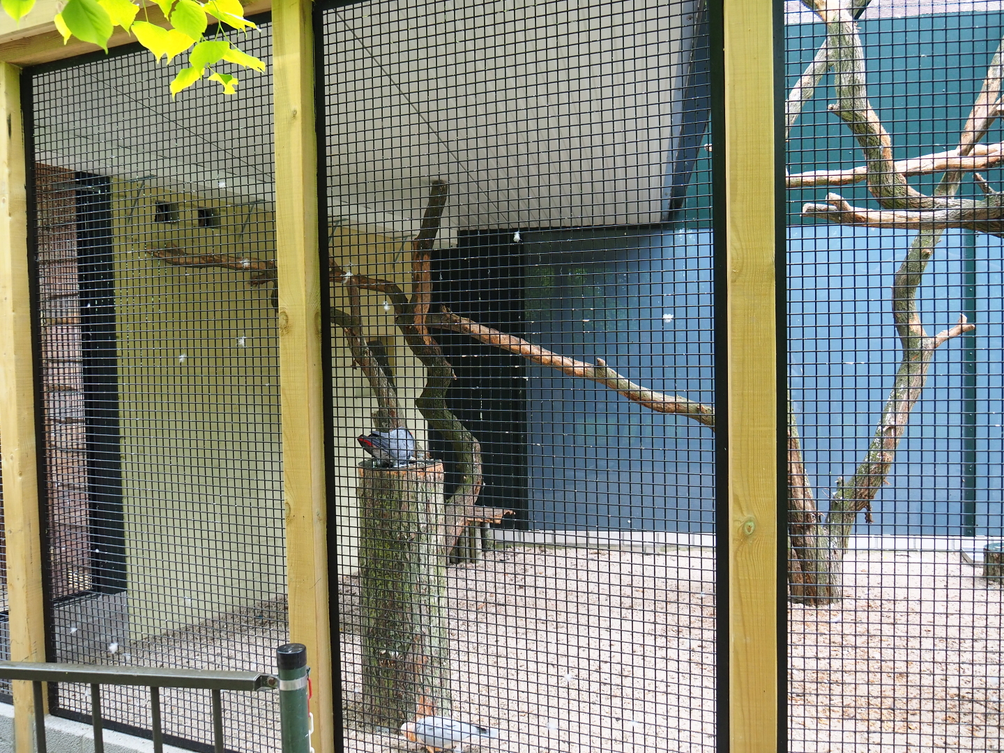 Hybrid cockatoo - Congo grey parrot - Blue-and-gold macaw - Chilean tinamou aviary, 2019-05-25