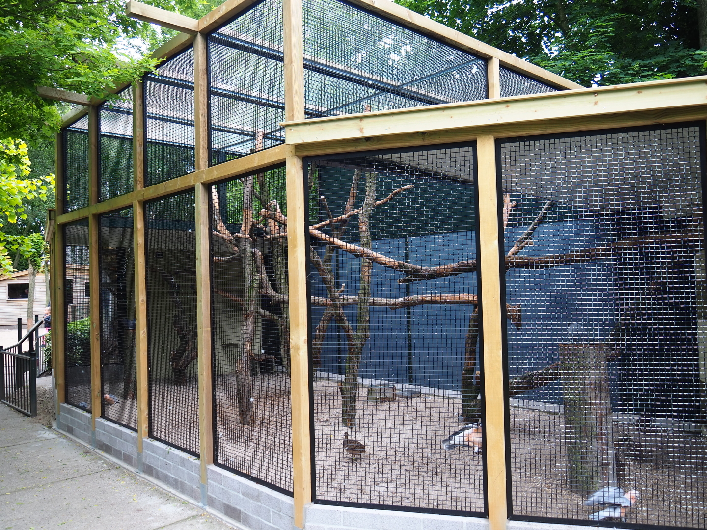 Hybrid cockatoo - Congo grey parrot - Blue-and-gold macaw - Chilean tinamou aviary, 2019-05-25