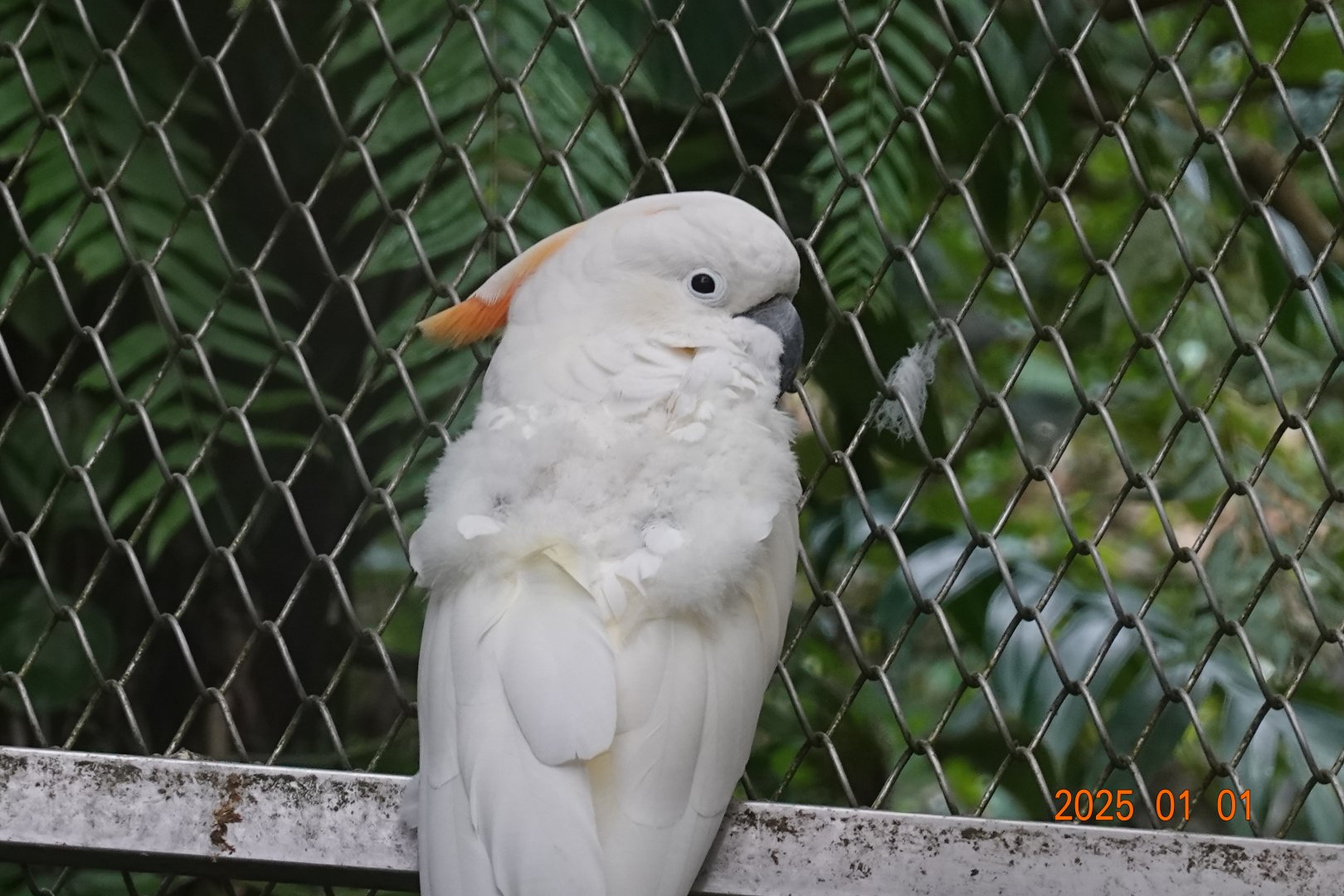 Hybrid Cockatoo