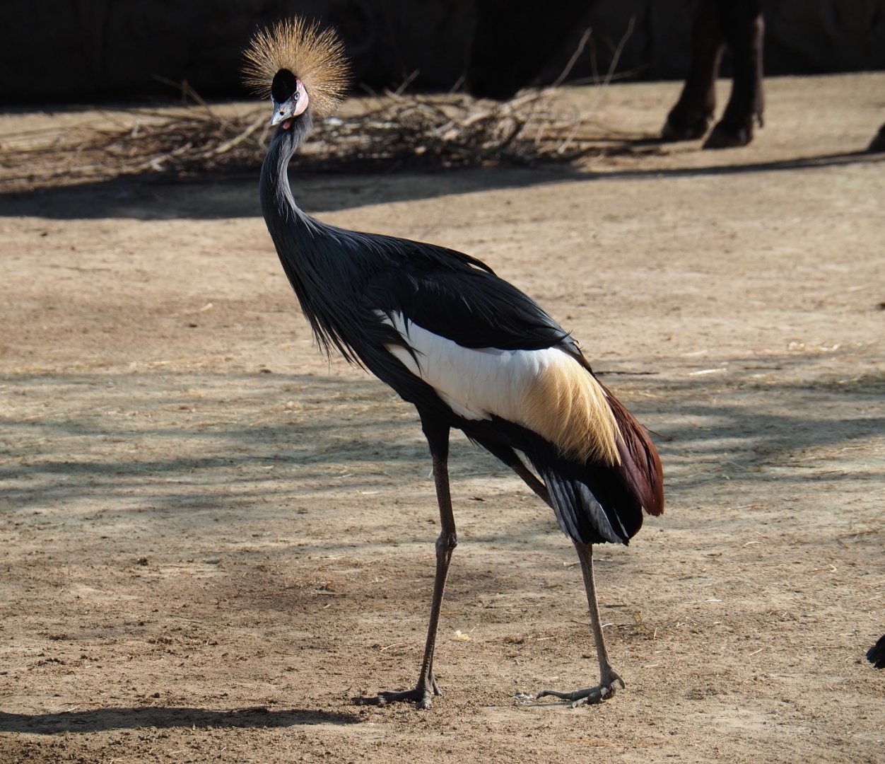 Hybrid crowned crane (Balearica regulorum x B. pavonina), Feb 27th, 2019