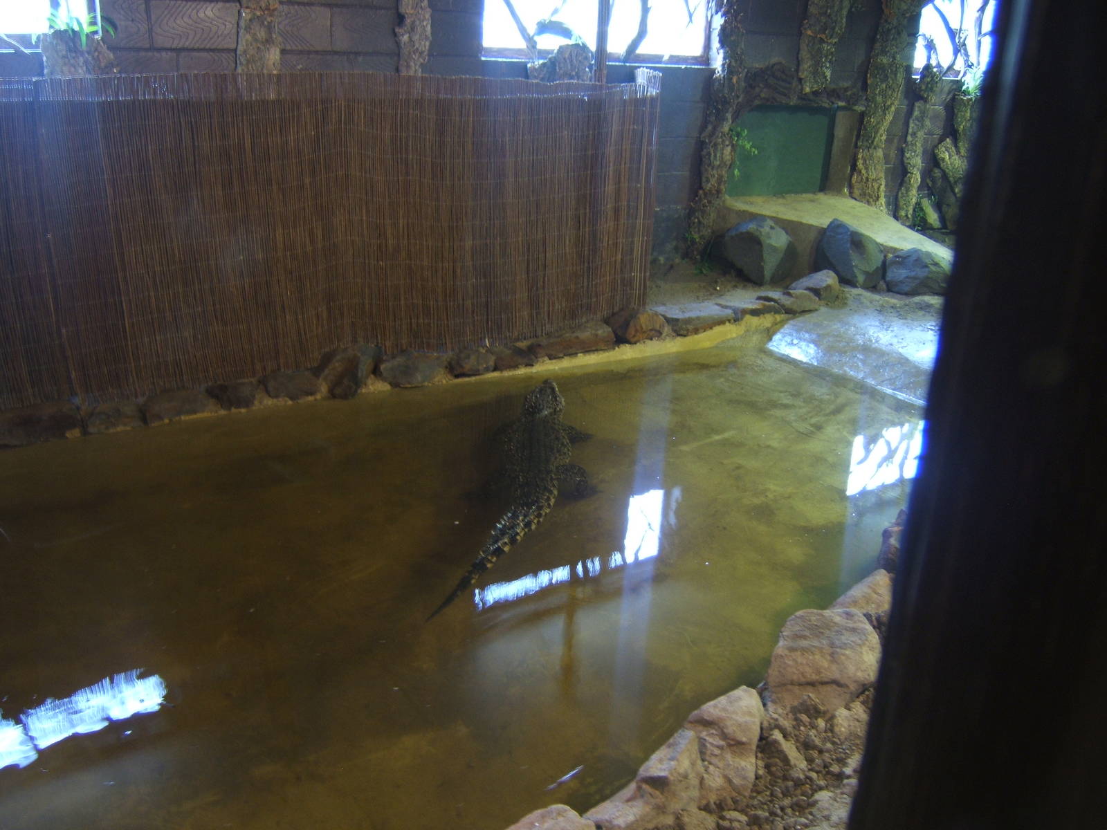 Hybrid Cuban Crocodile exhibit
