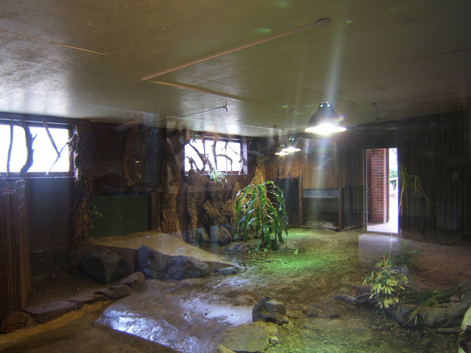 Hybrid Cuban Crocodile exhibit