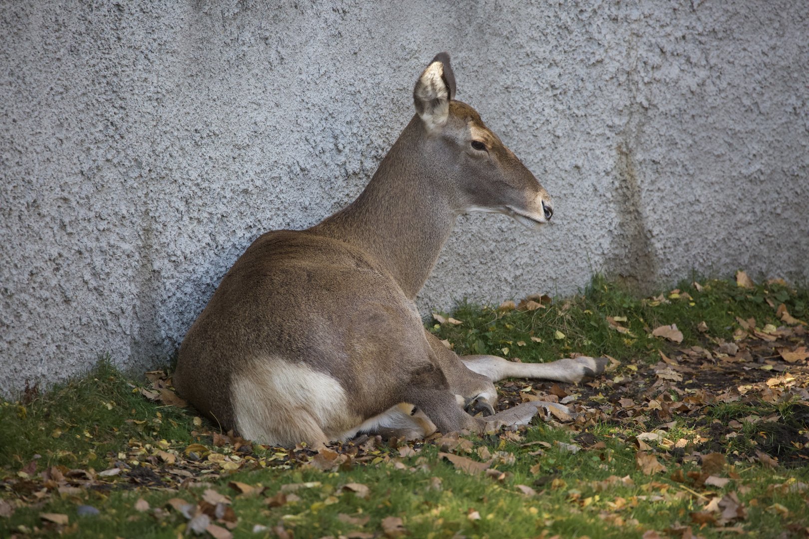 Hybrid deer: Bactrian deer/ Cervus hanglu bactrianus X white-lipped deer/ Przewalskium albirostris